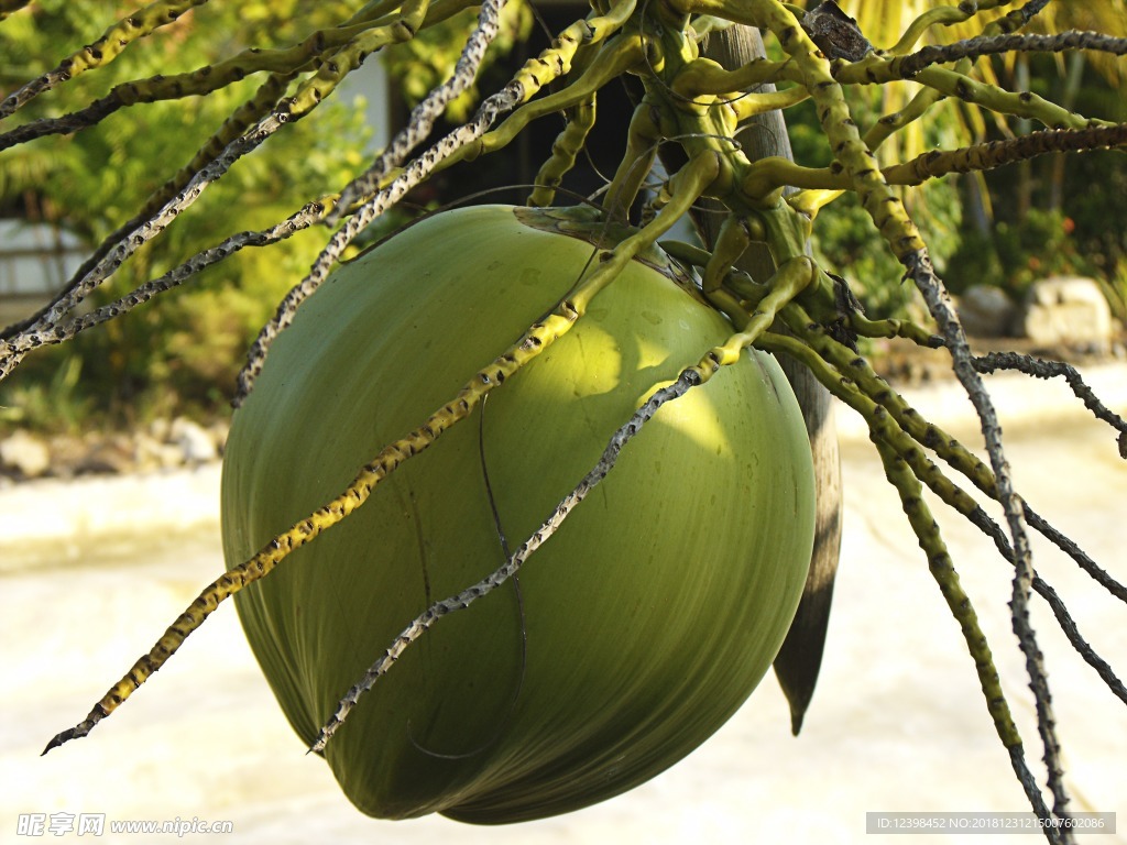 椰子