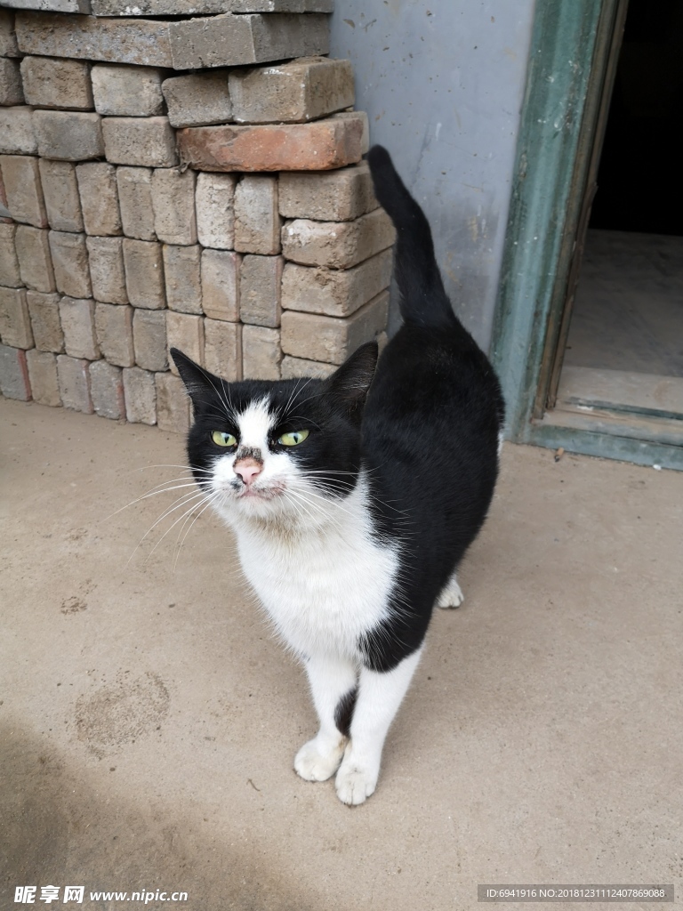 猫