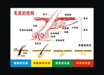 毛发的结构