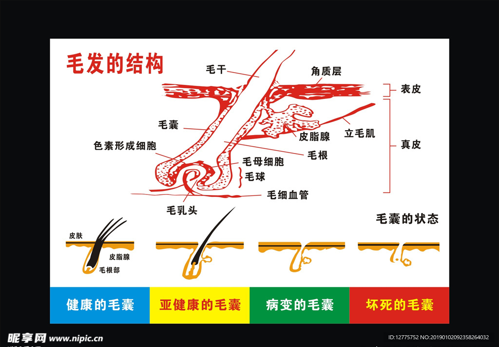 毛发的结构