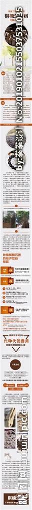 APP长图