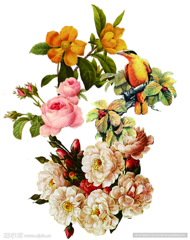 花鸟图片
