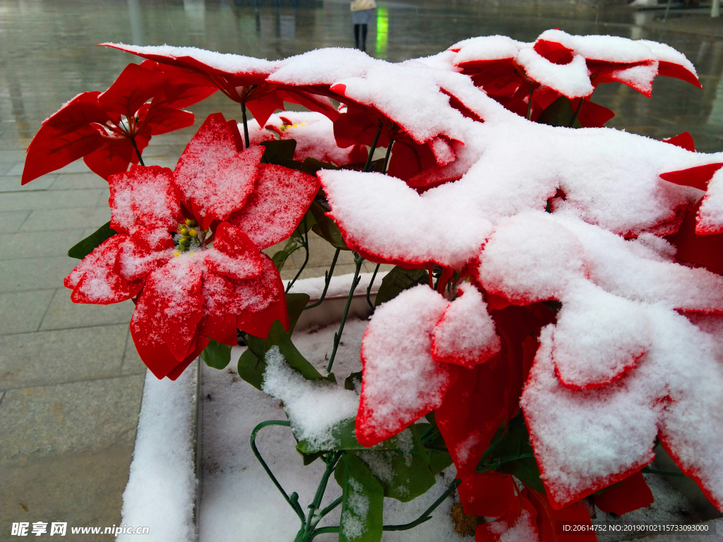 红叶上的积雪