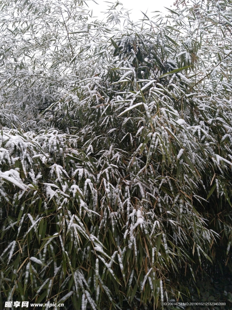 竹叶上的积雪