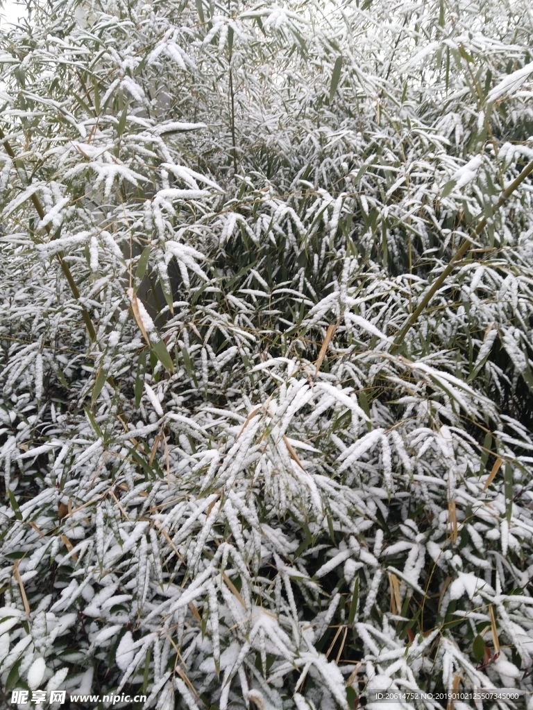 树叶上的积雪