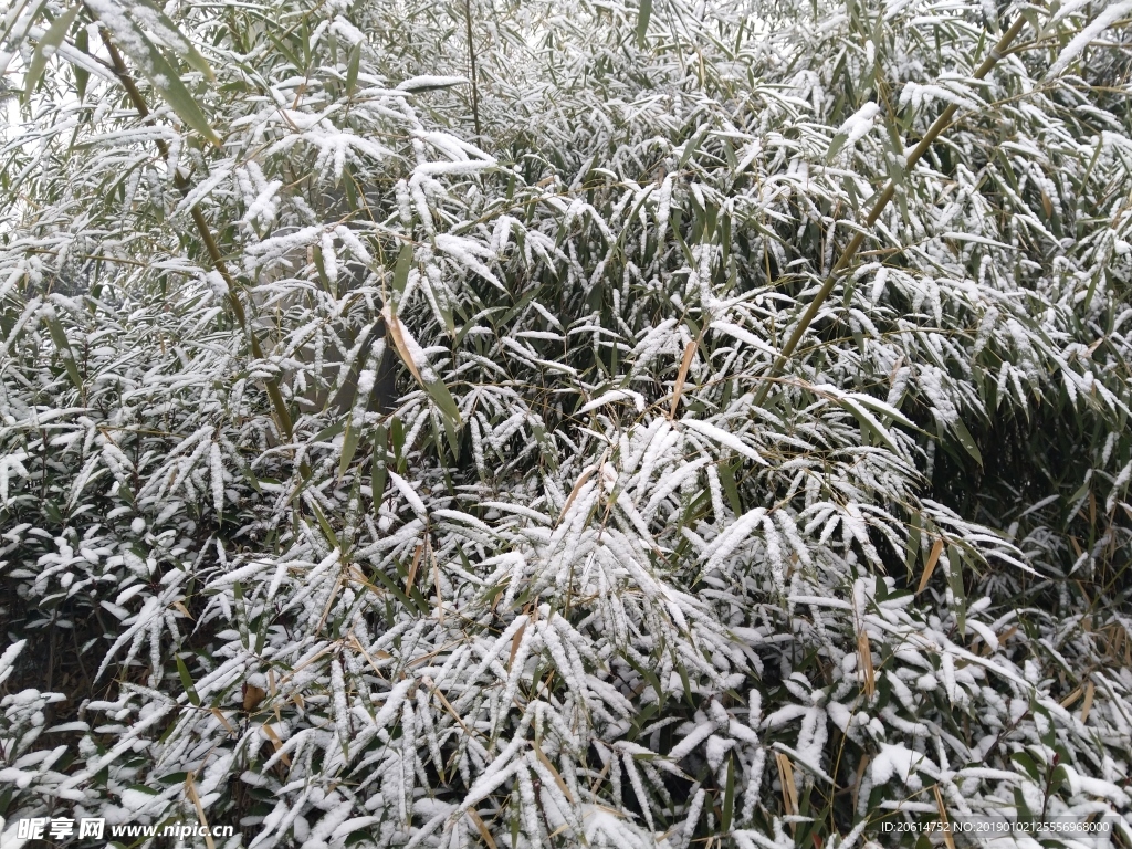 树叶上的积雪