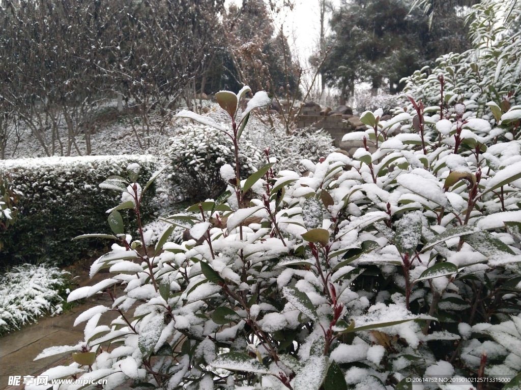 树叶上的积雪