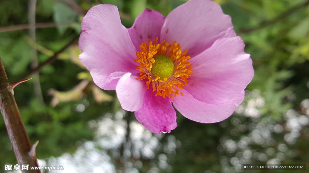 野棉花