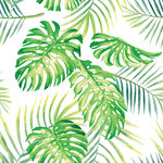 热带植物叶子 龟背竹