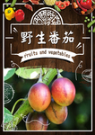 野生番茄