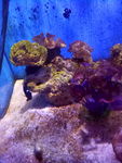 海洋生物