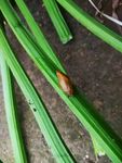 蜗牛