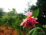 花凋零
