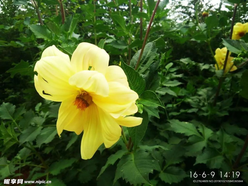 花朵