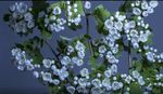 鲜花 开花