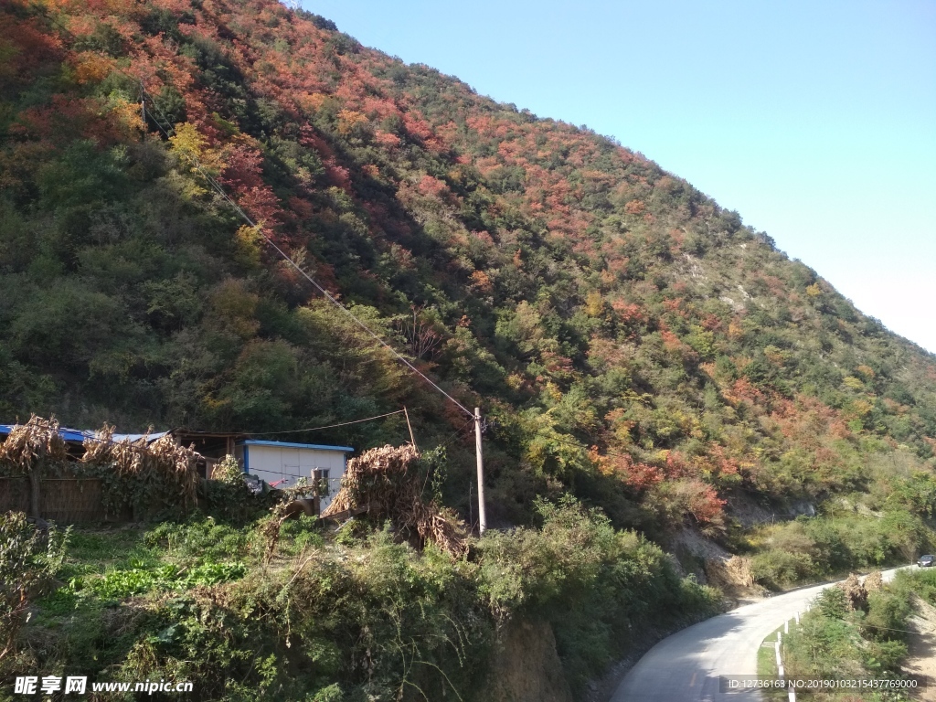 蓝天红叶