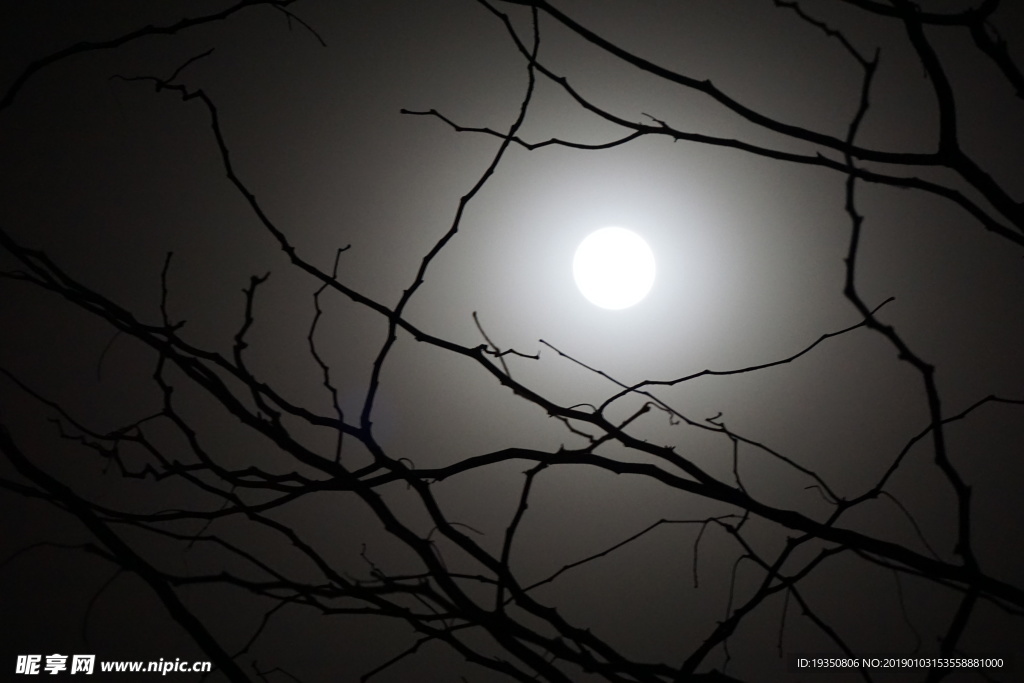 月亮和树枝的剪影