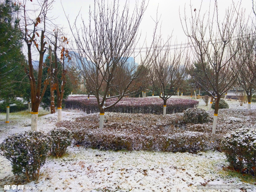 雪天下的公园风景