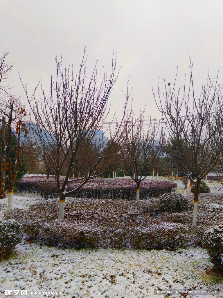 雪天下的公园风景