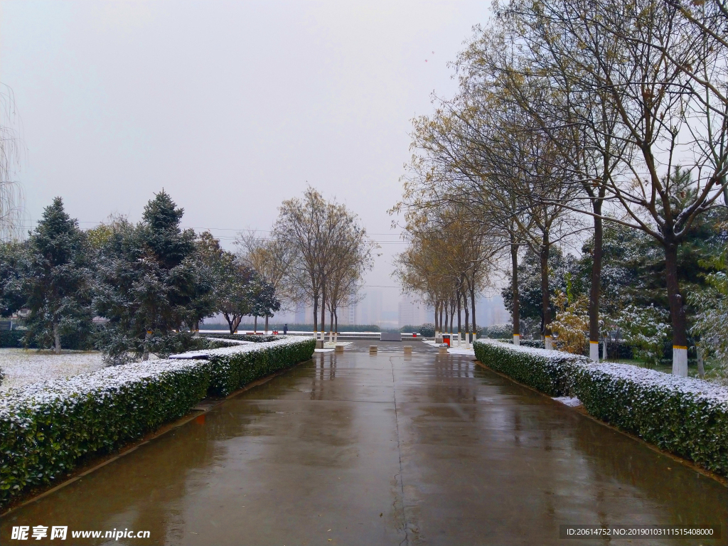 雪天下的公园风景