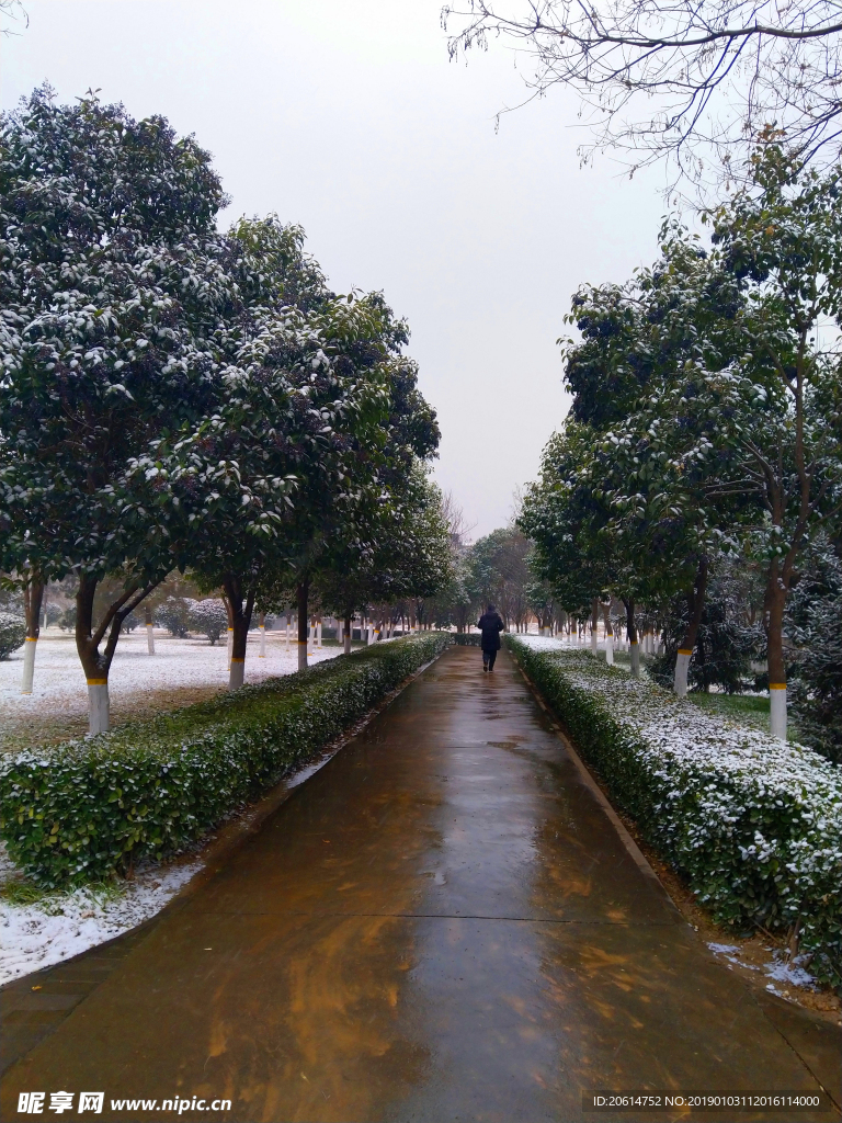 雪天下的公园风景