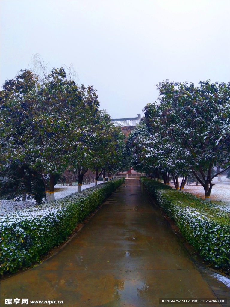 雪天下的公园风景