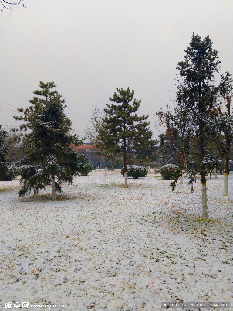 雪天下的公园风景