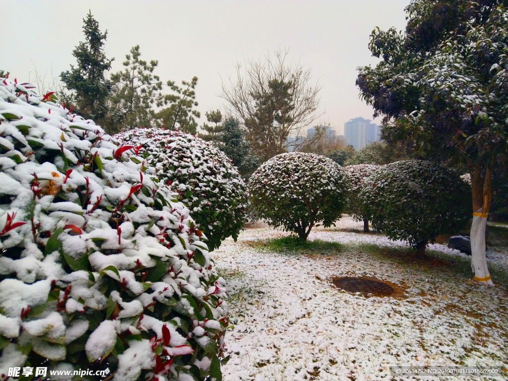 雪天下的公园风景