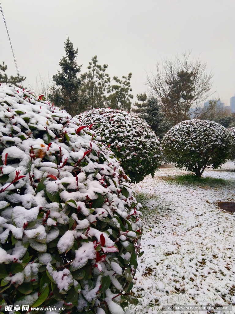 雪天下的公园风景