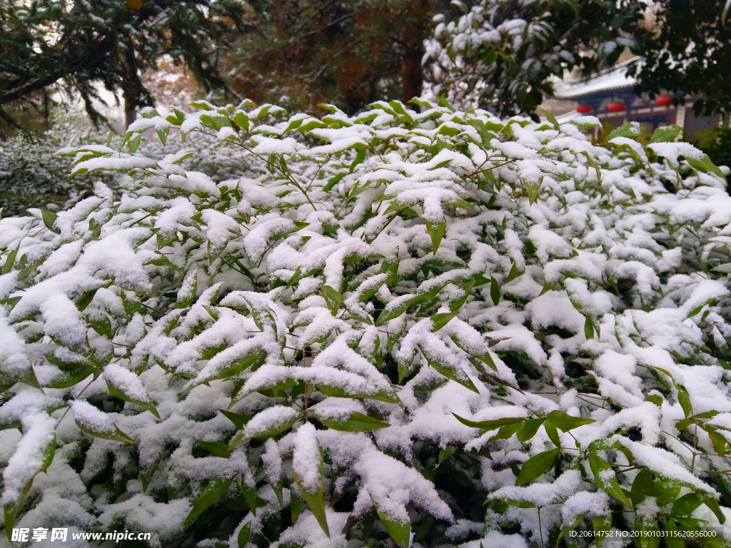 树叶上的白雪