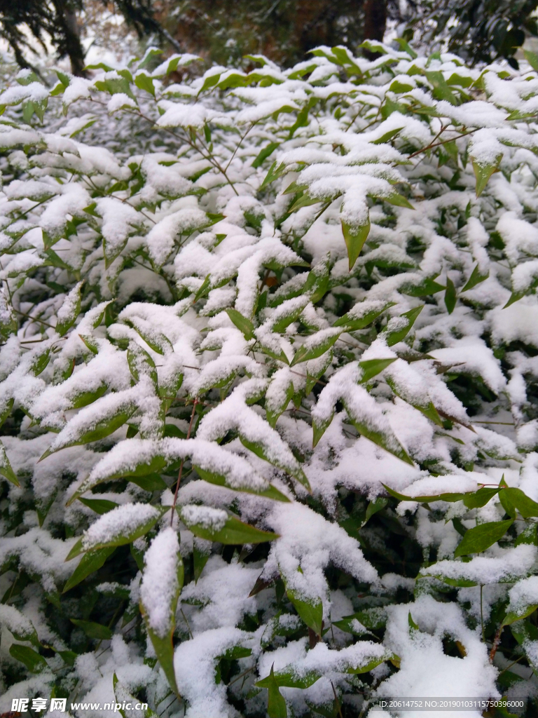 树叶上的积雪