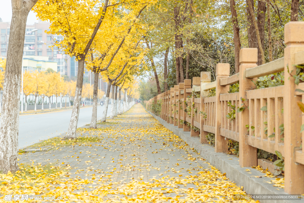 银杏叶道路