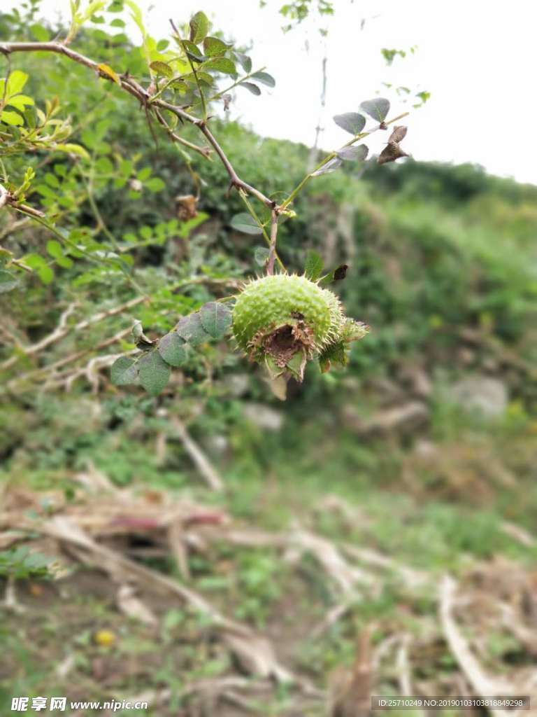 大凉山冕宁刺梨