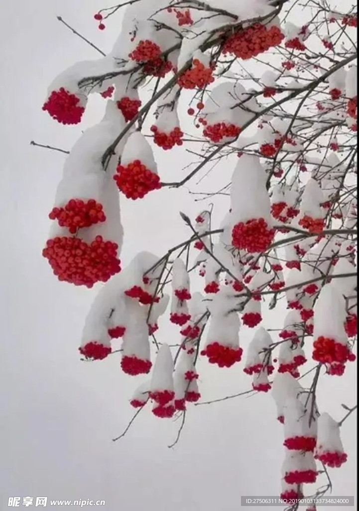 雪红果