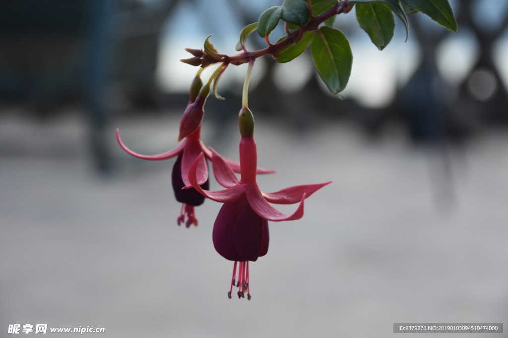 石榴花