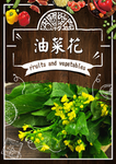 油菜花