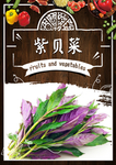 紫贝菜
