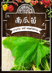 南瓜苗