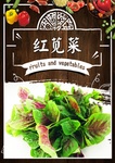 红苋菜
