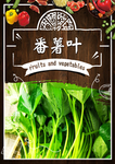番薯叶