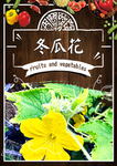 冬瓜花