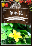苦瓜花