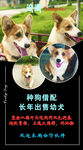 狗狗