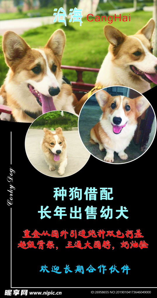 狗狗