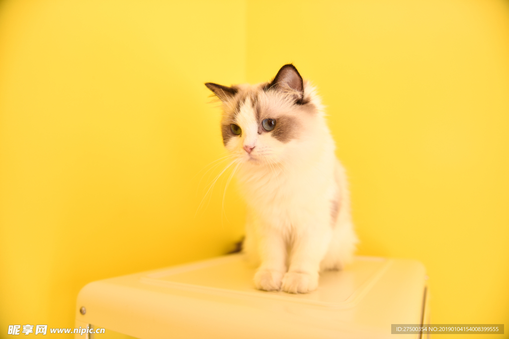 可爱的小猫