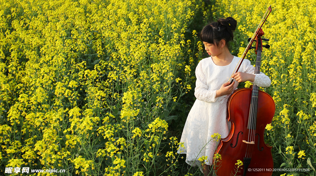 油菜花与大提琴