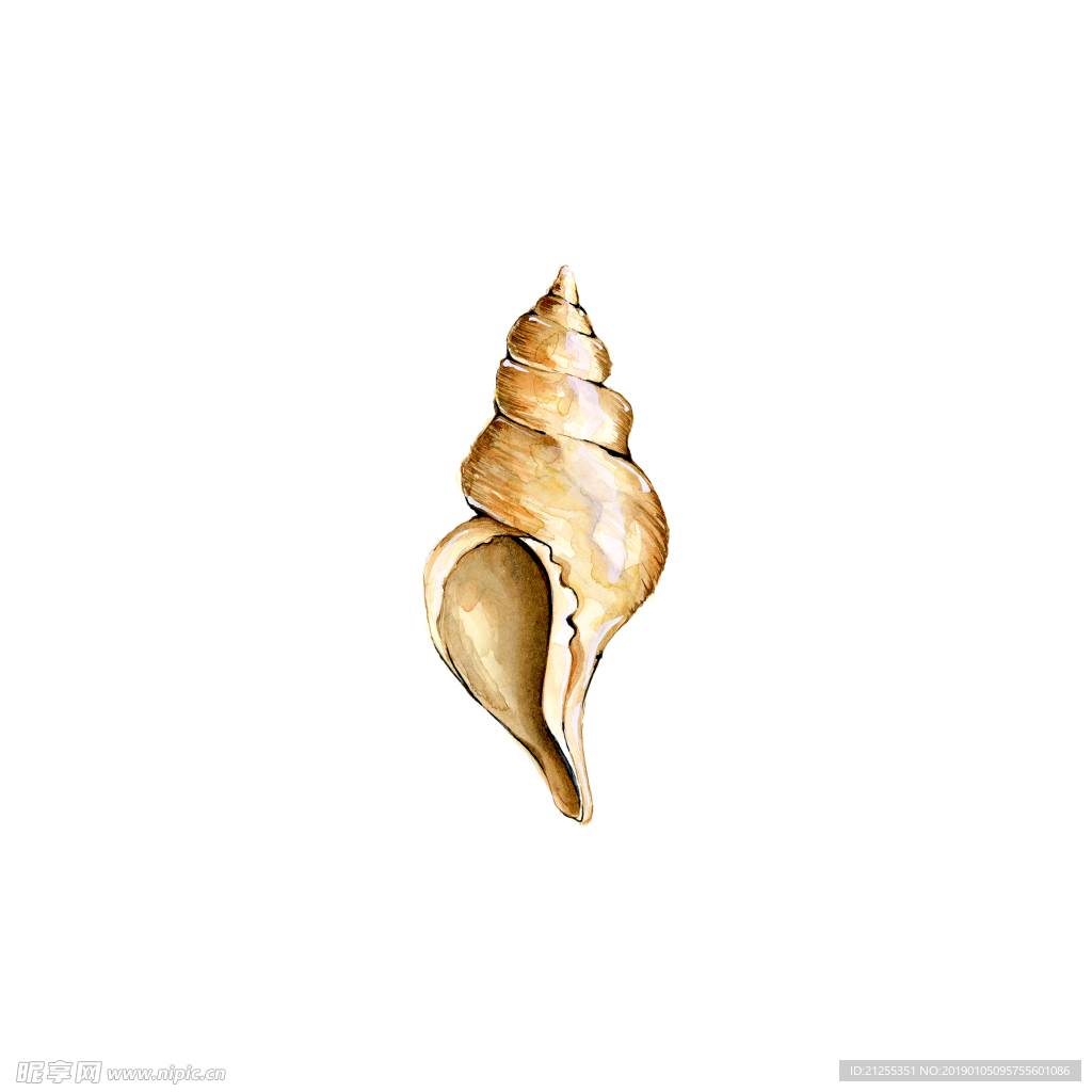 贝壳