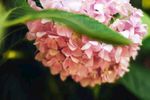 绣球花