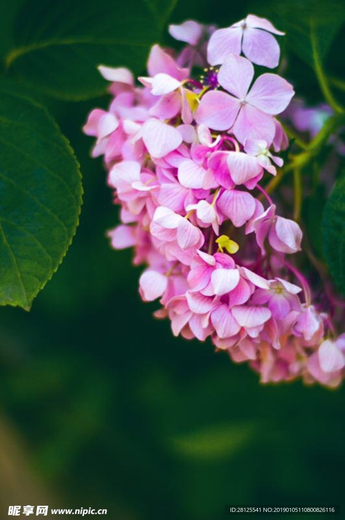 绣球花