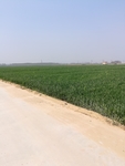 小麦地